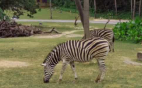 �Y׌���R���ĳ��h��