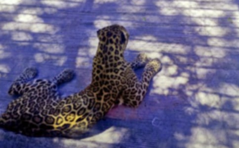 �茑���ӵľ���