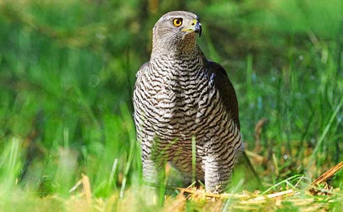 �P(gu��n)���n�������ģ�ͨ��33ƪ��