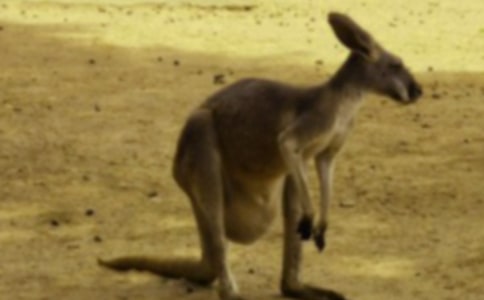 實用的袋鼠作文300字4篇