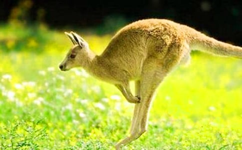 小兔智救小袋鼠作文