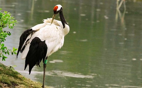 ����Q���꼉(j��)��(y��u)������