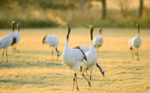 �����ĵ���Q�̌W(xu��)��˼