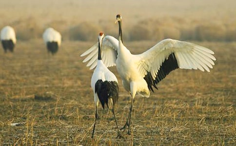 丹頂鶴給小女孩的一封信作文