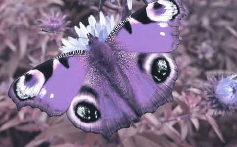 世界野生動植物日是哪一天