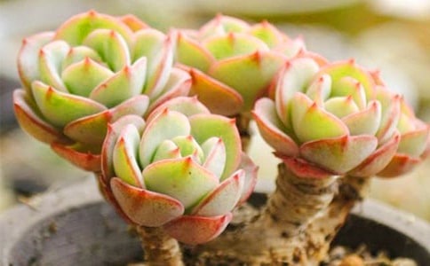 �����^����ӛ