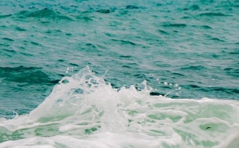 議論文作文:飛鳥和魚