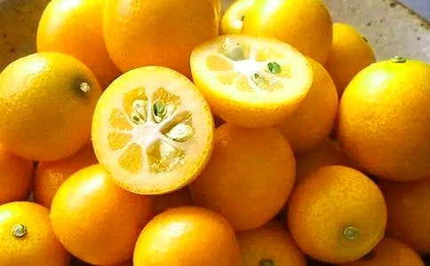 小學(xué)生狀物作文:金桔樹