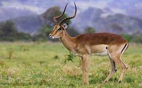 �������׷�s��һֻ���򡱵�����300��