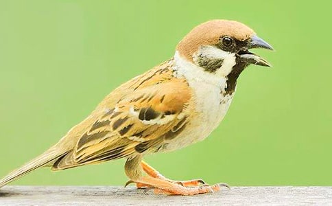 小麻雀的夢(mèng)想作文