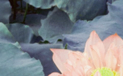 夏至?xí)r分的唯美句子(精選70句)