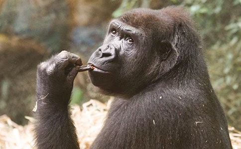 �������ơ���x��