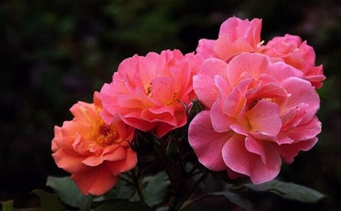 С�W���������ģ��������¼�