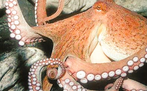 關(guān)于章魚(yú)的作文200字