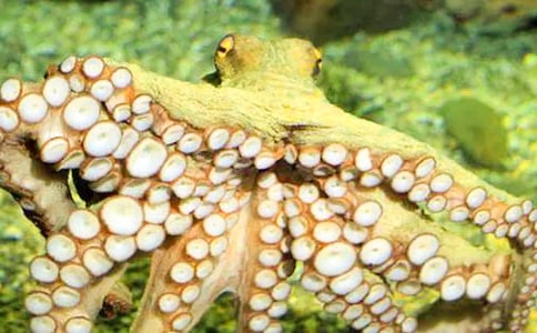 ���~(y��)���ҵĳ�������