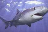 描寫(xiě)關(guān)于鯊魚(yú)的作文400字