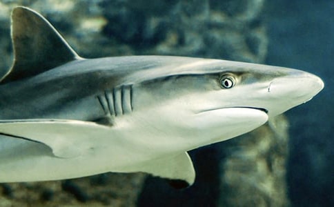 ���~�����ĳ���[14ƪ]