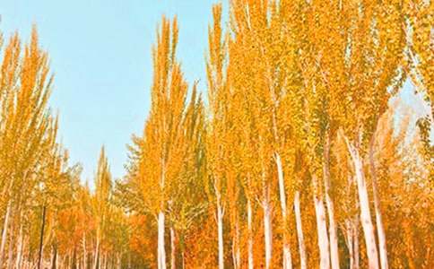 С�W(xu��)���ח�Z(y��)��һ�꼉(j��)�σ�(c��)�̰�