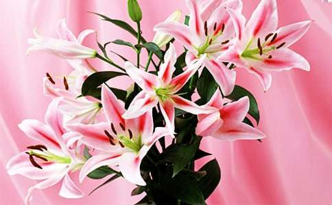 觀察百合花作文