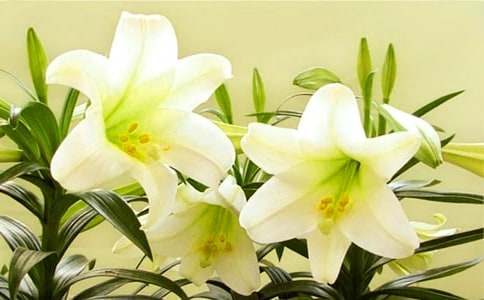 百合花作文(匯編15篇)