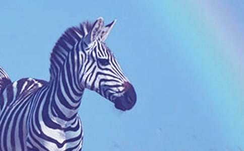 禮讓斑馬線(xiàn)文明我點(diǎn)贊作文