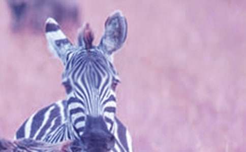 ���R��С��̰�