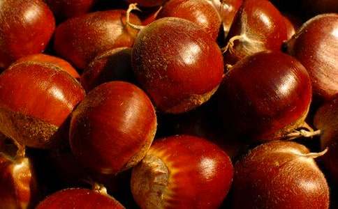 板栗樹作文(7篇)