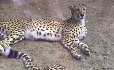 【推薦】豹子作文500字4篇