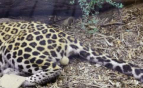 豹子小學(xué)生作文