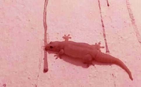 小壁虎貝貝和小浣熊作文600字