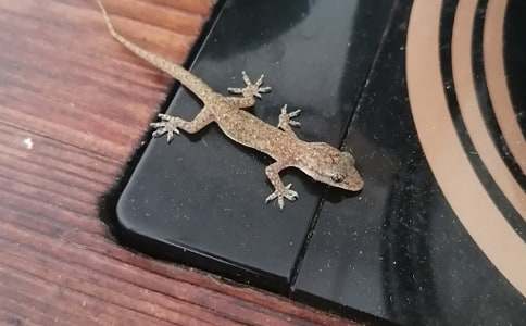 С�ڻ���β�;�Ʒ�̰�