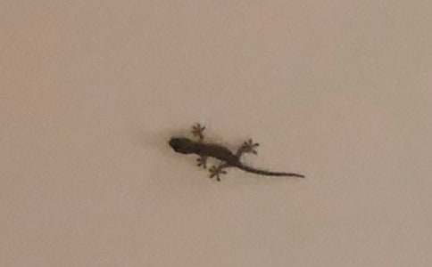 觀察壁虎的作文