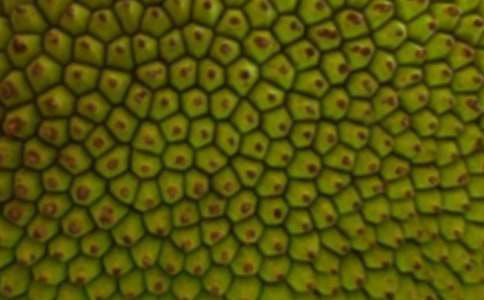 菠蘿蜜作文范文