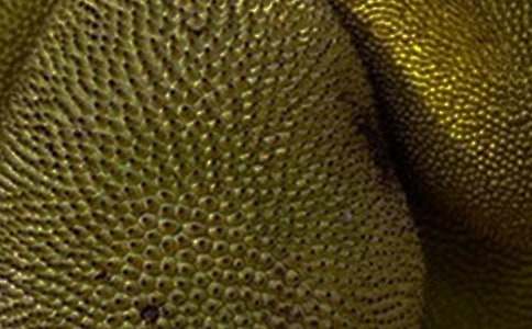 菠蘿蜜樹(shù)作文(通用5篇)