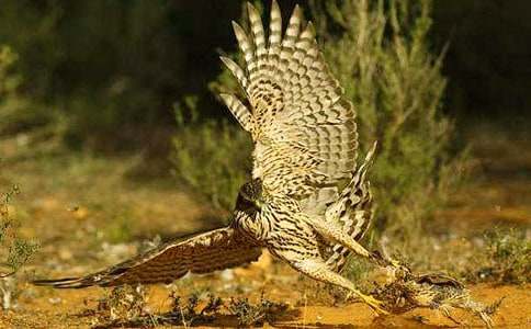 �n��650��-��������