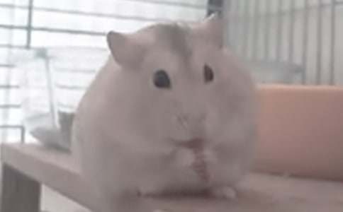 觀察倉鼠作文8篇