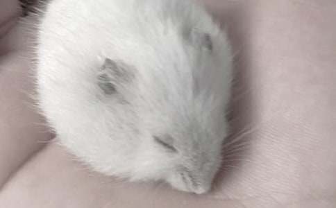 觀察可愛(ài)的小倉(cāng)鼠優(yōu)秀作文