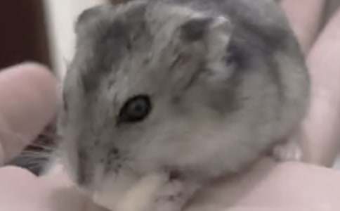 �ɐ۵�С�}������800�֣����x5ƪ��