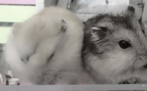 �ɐ۵�С�}�����ģ����x21ƪ��