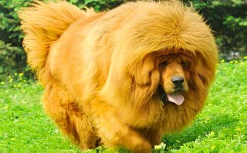 藏獒作文400字(通用16篇)