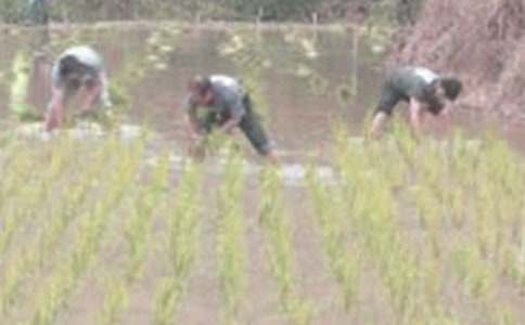 第一次插秧作文4篇