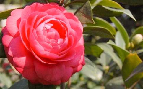 �P(gu��n)�ڴ������ɽ�軨���ģ����x10ƪ��