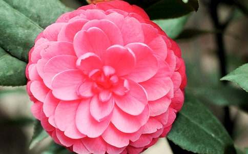 �����ɽ�軨����650��