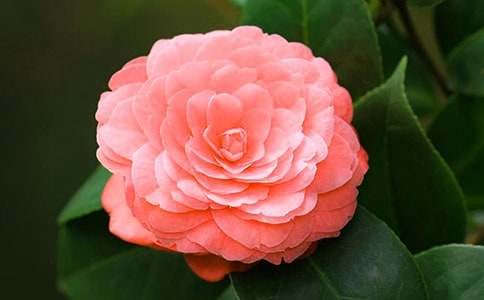 �����T���軨����300����ƪ