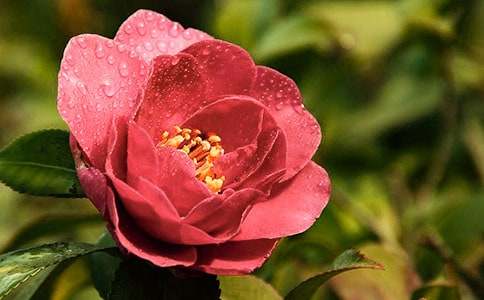 ��ɽ�軨���^�쌦(du��)���С�W(xu��)���ģ����x21ƪ��