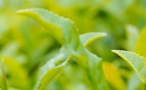 摘茶葉作文500字(通用45篇)