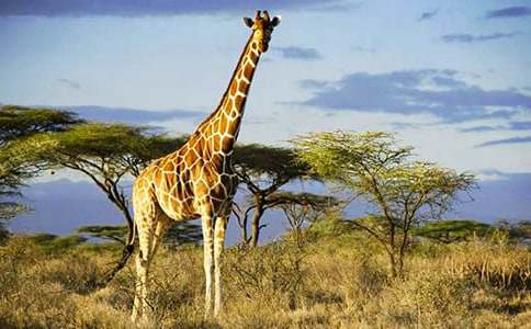 �L�i¹�ğ�������