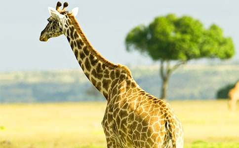 長頸鹿看圖寫話作文(精選50篇)