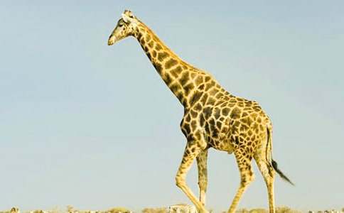 �L(zh��ng)�i¹�Ⱥ�؂����