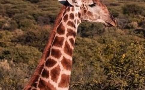 看圖寫話大象和長(zhǎng)頸鹿搭橋幫小兔過河作文450字(精選40篇)